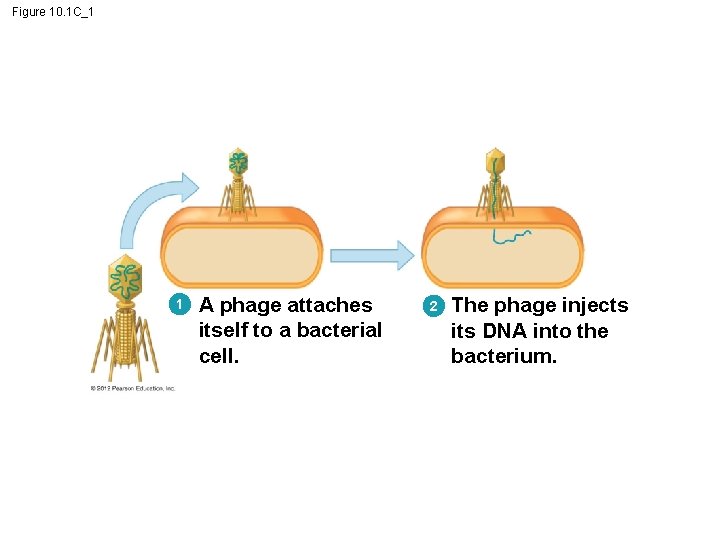 Figure 10. 1 C_1 1 A phage attaches itself to a bacterial cell. 2