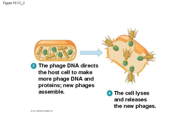 Figure 10. 1 C_2 3 The phage DNA directs the host cell to make