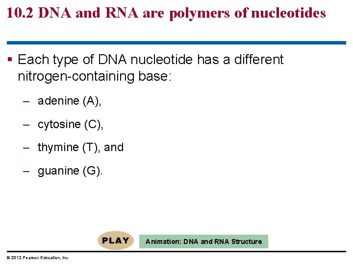 10. 2 DNA and RNA are polymers of nucleotides § Each type of DNA