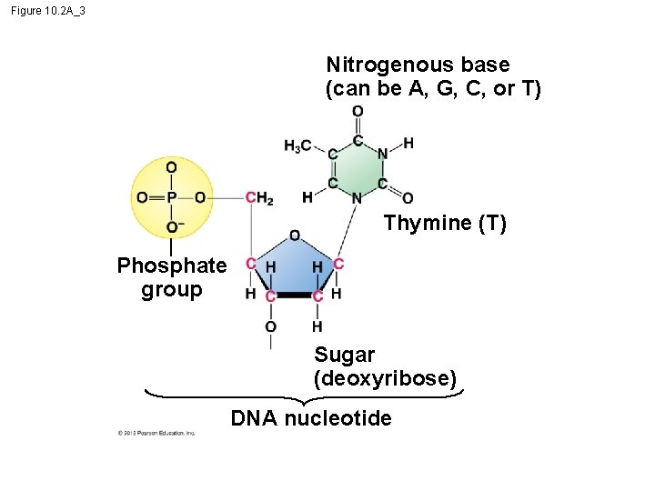 Figure 10. 2 A_3 Nitrogenous base (can be A, G, C, or T) Thymine