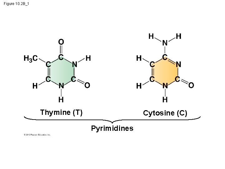 Figure 10. 2 B_1 Thymine (T) Cytosine (C) Pyrimidines 