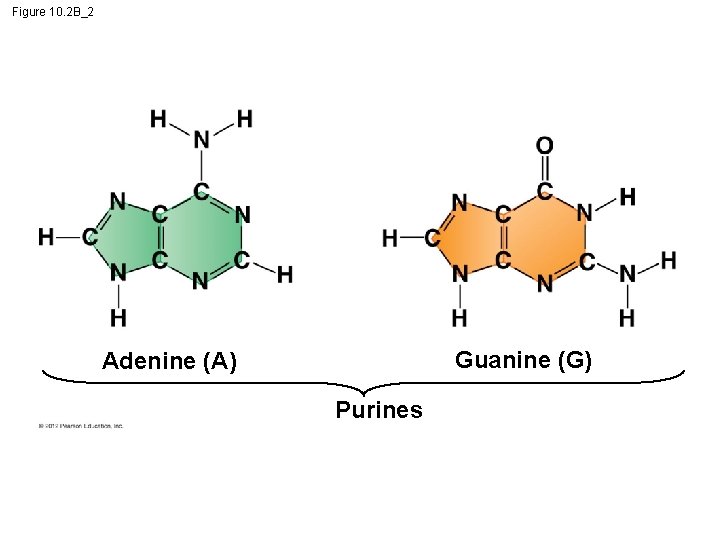 Figure 10. 2 B_2 Guanine (G) Adenine (A) Purines 