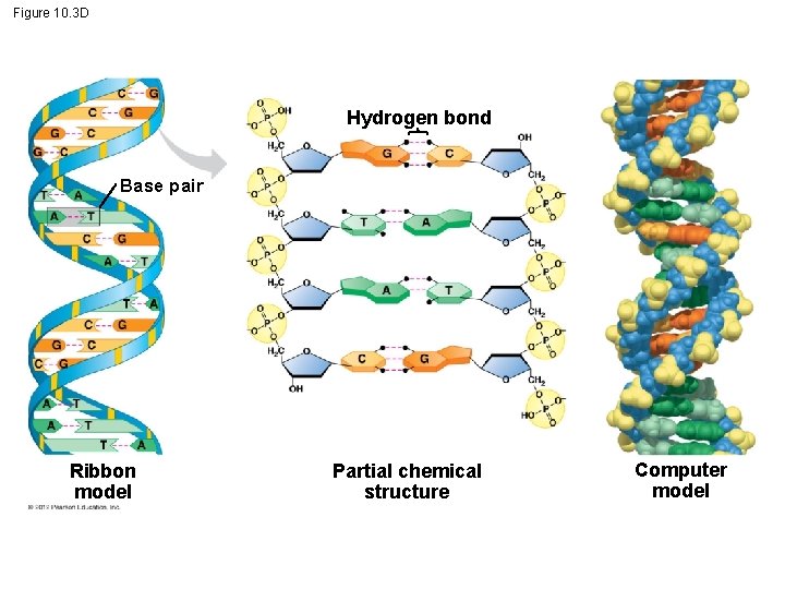 Figure 10. 3 D Hydrogen bond Base pair Ribbon model Partial chemical structure Computer