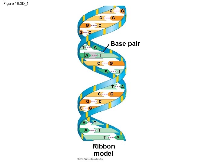 Figure 10. 3 D_1 C C G G C C T Base pair A