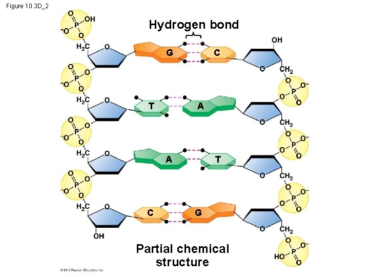 Figure 10. 3 D_2 Hydrogen bond G T C A A C T G