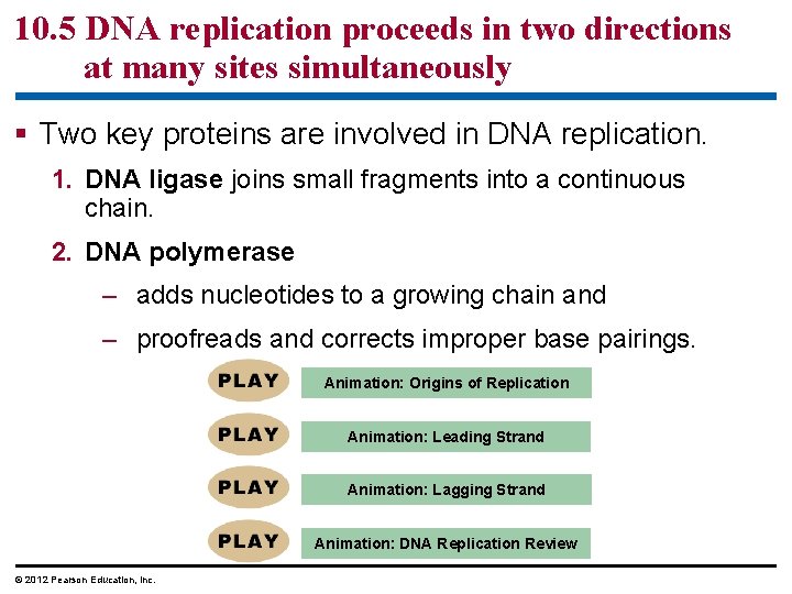 10. 5 DNA replication proceeds in two directions at many sites simultaneously § Two