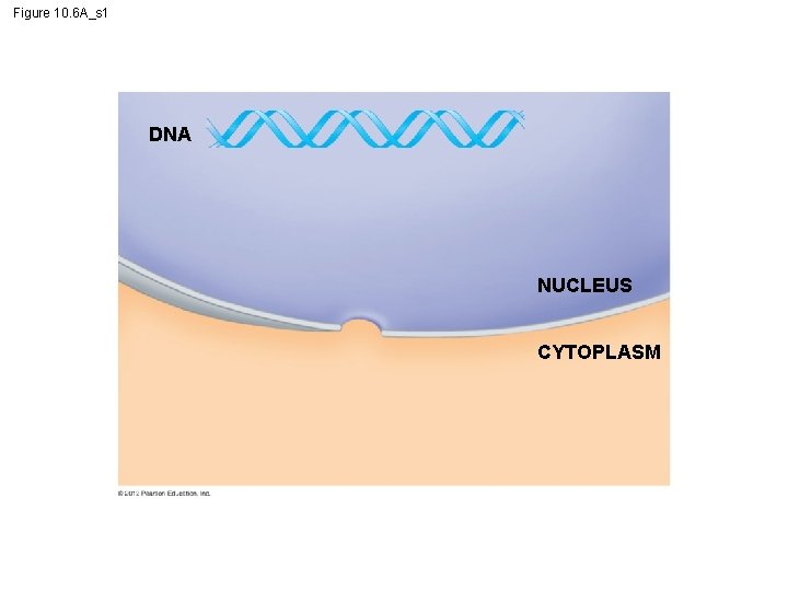 Figure 10. 6 A_s 1 DNA NUCLEUS CYTOPLASM 