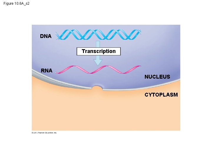 Figure 10. 6 A_s 2 DNA Transcription RNA NUCLEUS CYTOPLASM 