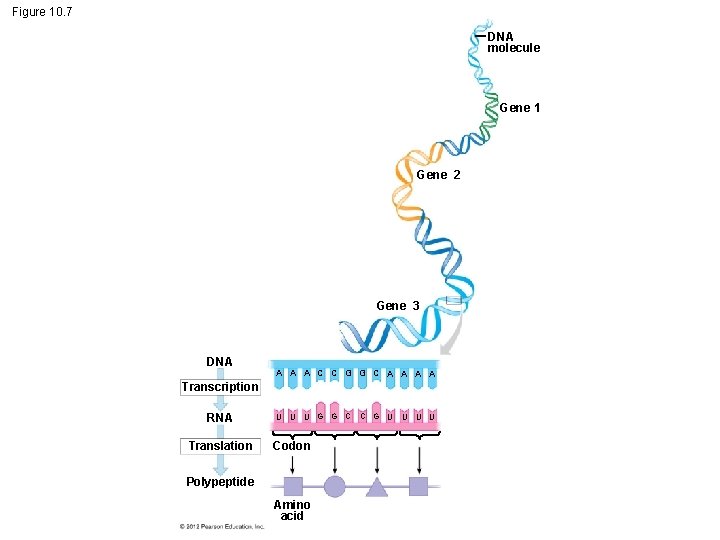 Figure 10. 7 DNA molecule Gene 1 Gene 2 Gene 3 DNA A C
