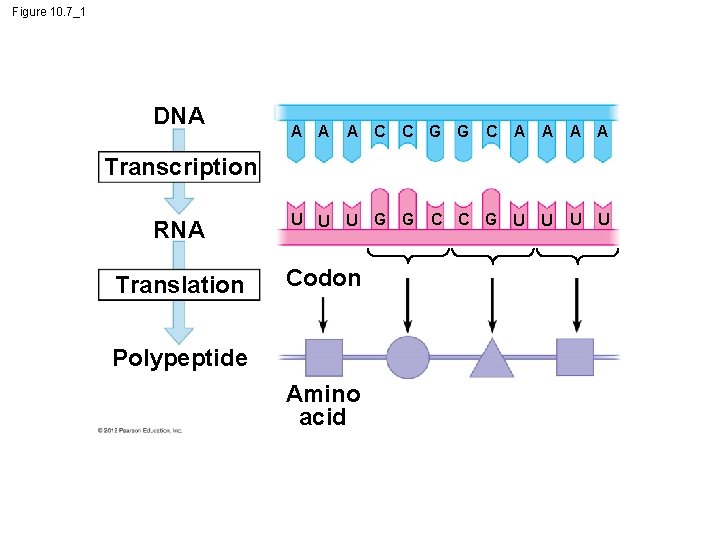 Figure 10. 7_1 DNA A C U U U C G G C A