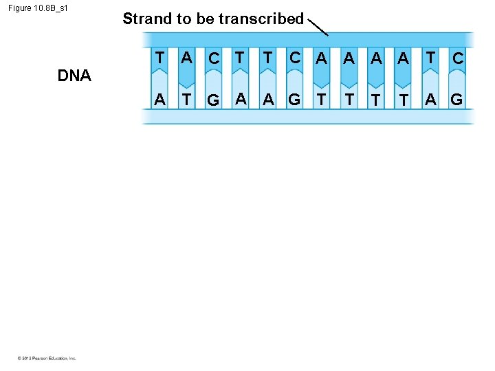 Figure 10. 8 B_s 1 DNA Strand to be transcribed T A C T