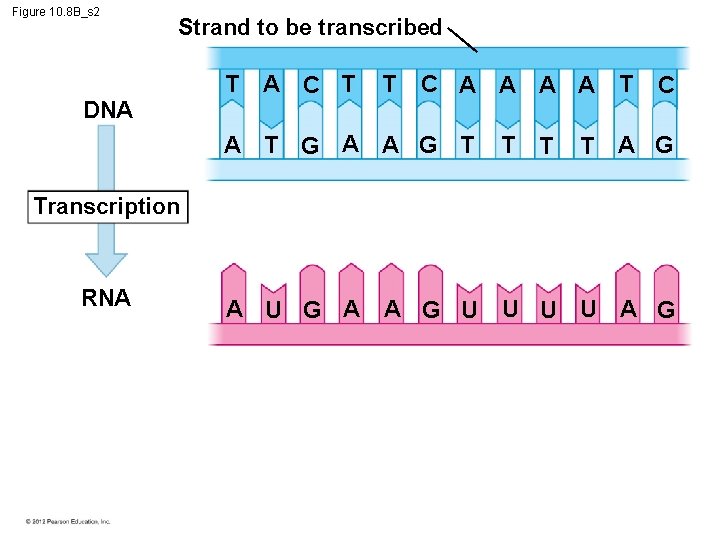 Figure 10. 8 B_s 2 Strand to be transcribed DNA T A C T