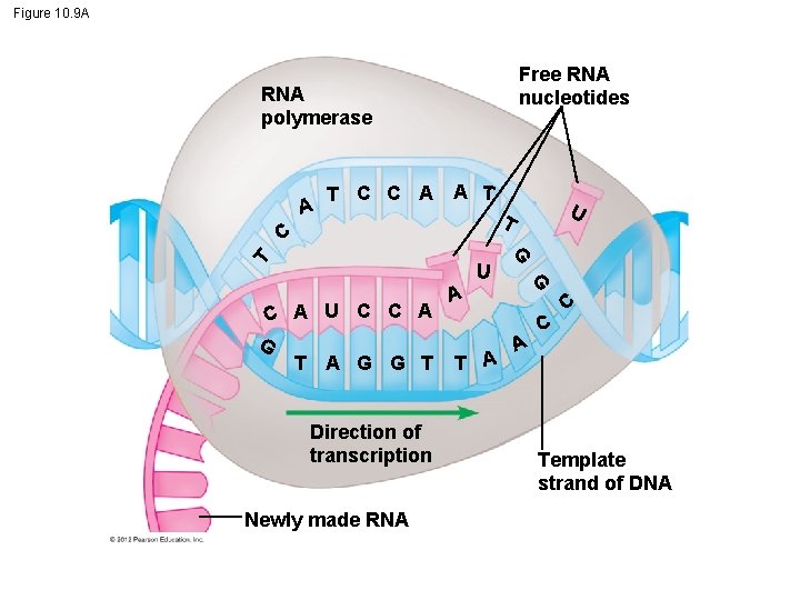 Figure 10. 9 A Free RNA nucleotides RNA polymerase A T C C A