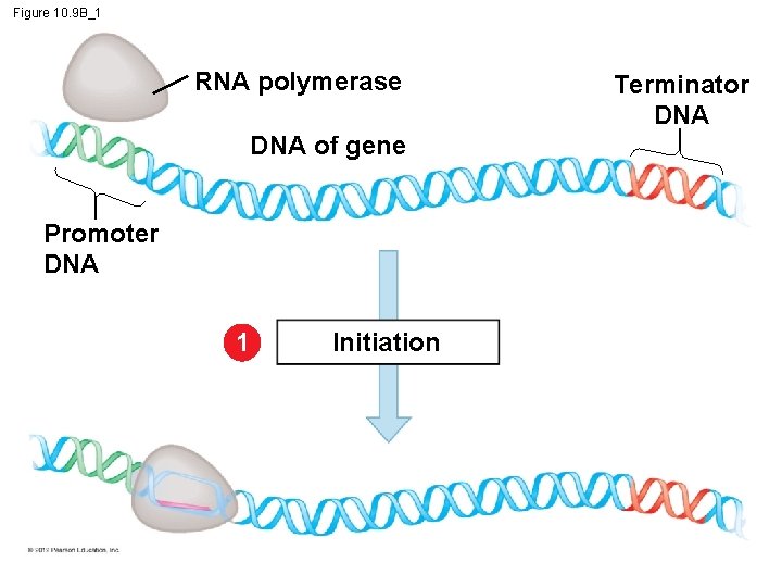 Figure 10. 9 B_1 RNA polymerase DNA of gene Promoter DNA 1 Initiation Terminator