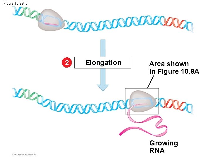 Figure 10. 9 B_2 2 Elongation Area shown in Figure 10. 9 A Growing