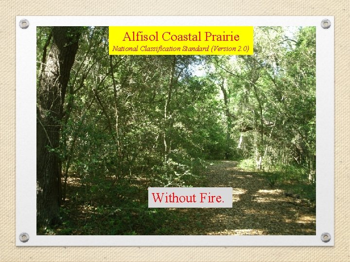 Alfisol Coastal Prairie National Classification Standard (Version 2. 0) Without Fire. 2 -3 years