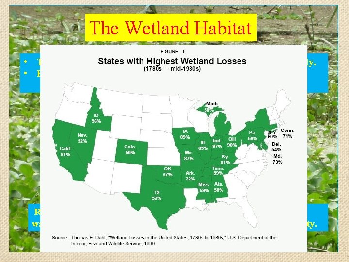 The Wetland Habitat • The area is saturated with water , either permanently or
