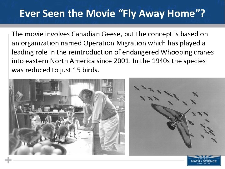 Ever Seen the Movie “Fly Away Home”? The movie involves Canadian Geese, but the