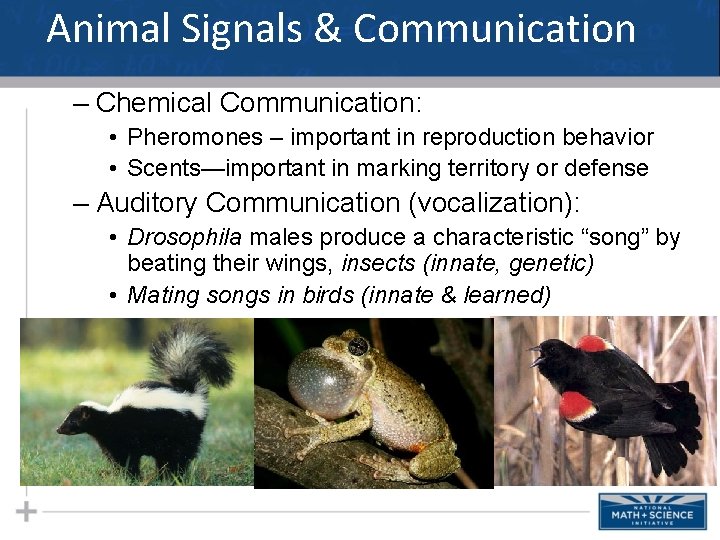 Animal Signals & Communication – Chemical Communication: • Pheromones – important in reproduction behavior