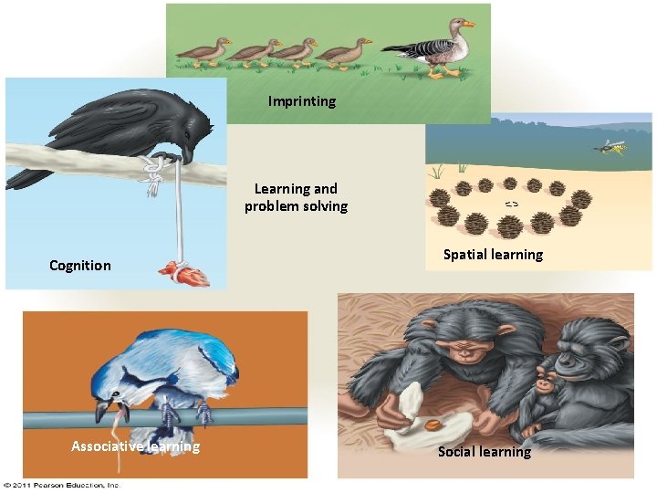 Imprinting Learning and problem solving Cognition Associative learning Spatial learning Social learning 17 