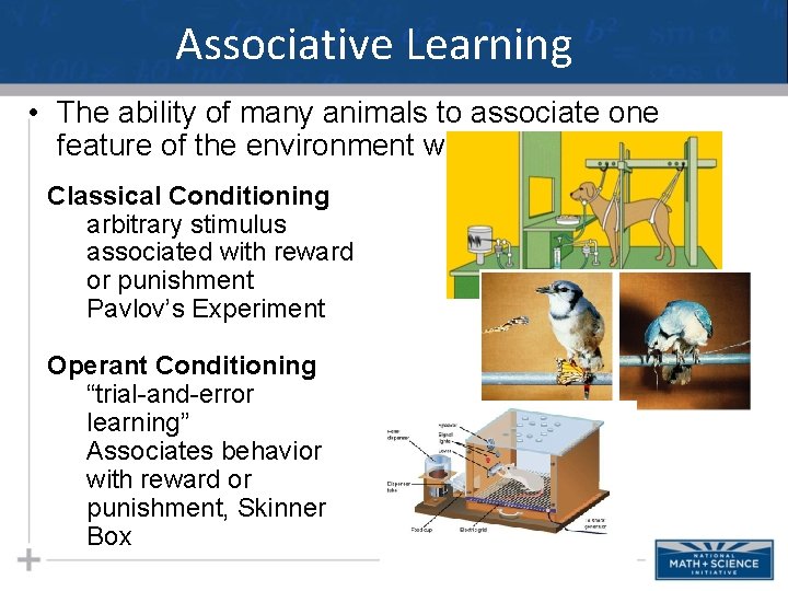 Associative Learning • The ability of many animals to associate one feature of the