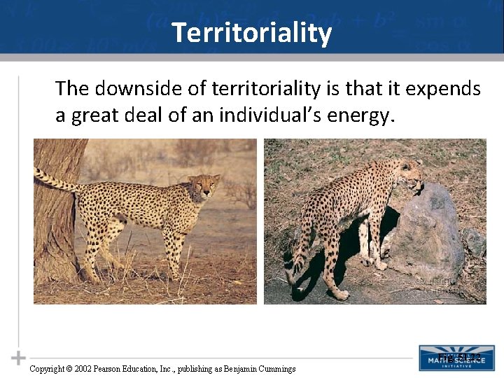 Territoriality The downside of territoriality is that it expends a great deal of an