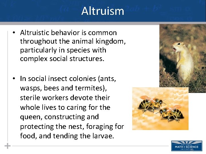 Altruism • Altruistic behavior is common throughout the animal kingdom, particularly in species with