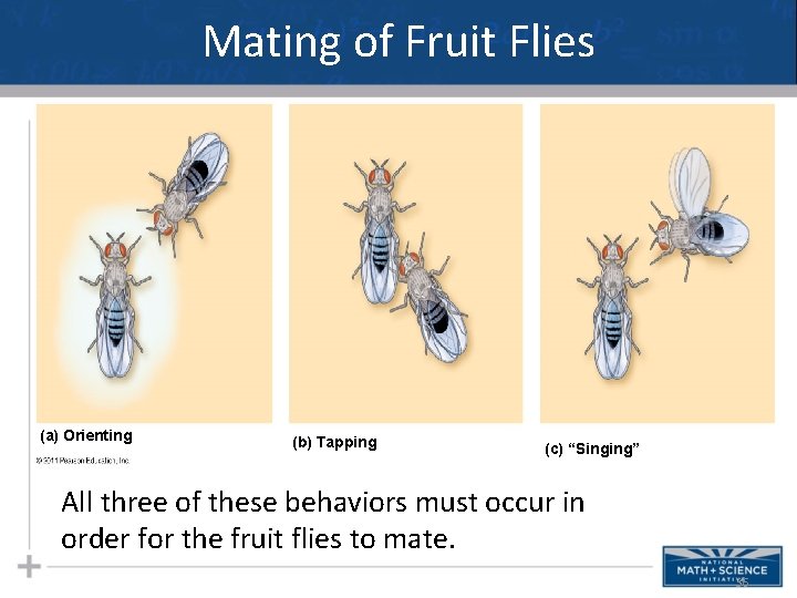 Mating of Fruit Flies (a) Orienting (b) Tapping (c) “Singing” All three of these