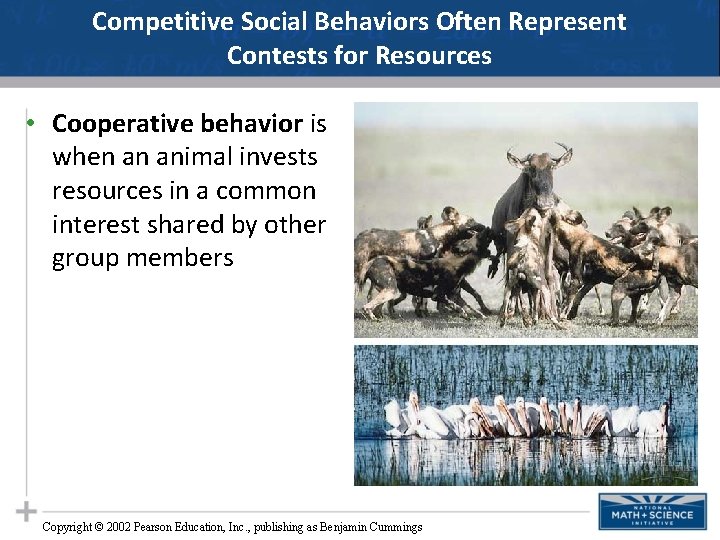 Competitive Social Behaviors Often Represent Contests for Resources • Cooperative behavior is when an