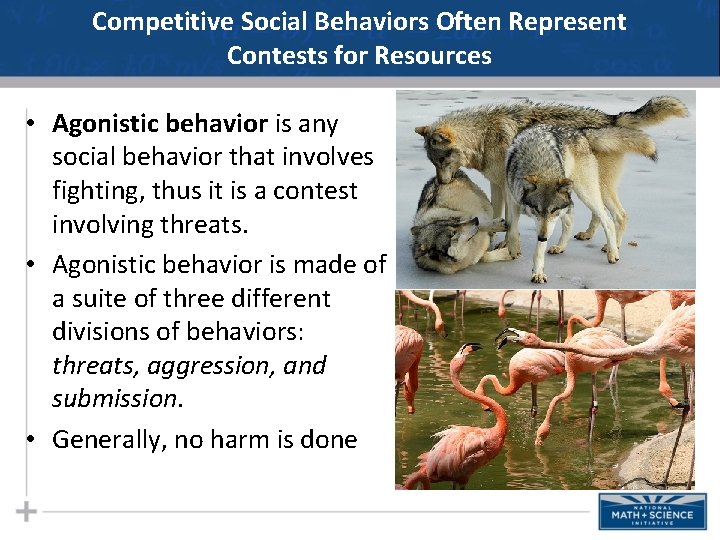 Competitive Social Behaviors Often Represent Contests for Resources • Agonistic behavior is any social