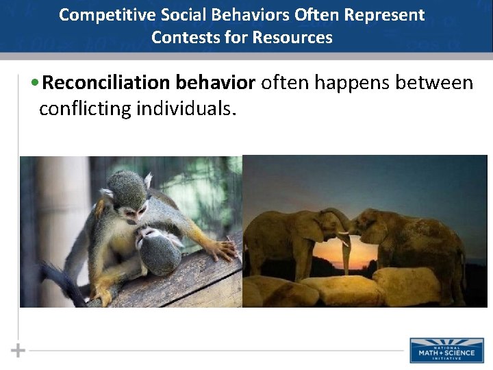 Competitive Social Behaviors Often Represent Contests for Resources • Reconciliation behavior often happens between