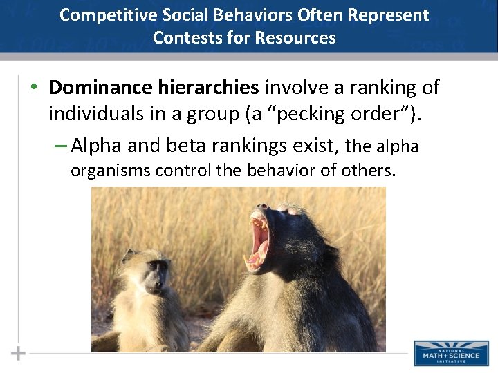 Competitive Social Behaviors Often Represent Contests for Resources • Dominance hierarchies involve a ranking