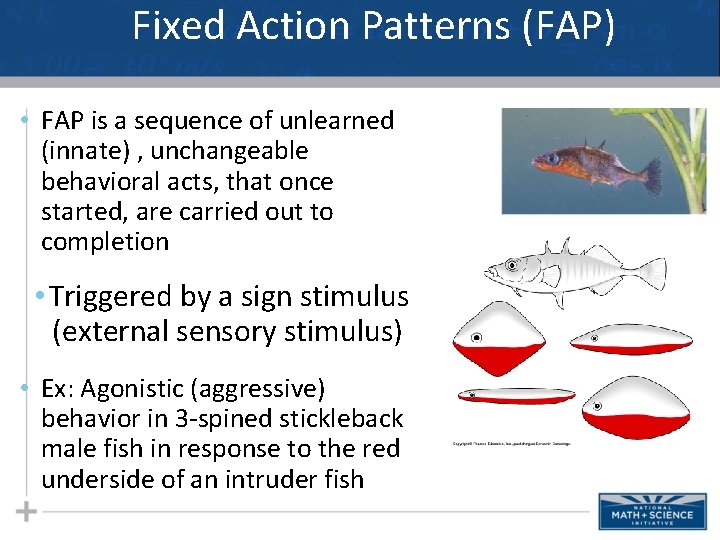 Fixed Action Patterns (FAP) • FAP is a sequence of unlearned (innate) , unchangeable