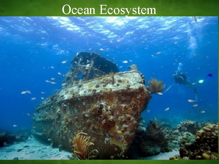 Ocean Ecosystem 