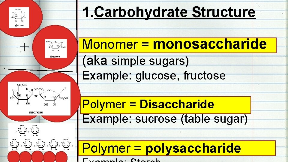 1. Carbohydrate Structure Monomer = monosaccharide (aka simple sugars) Example: glucose, fructose Polymer =