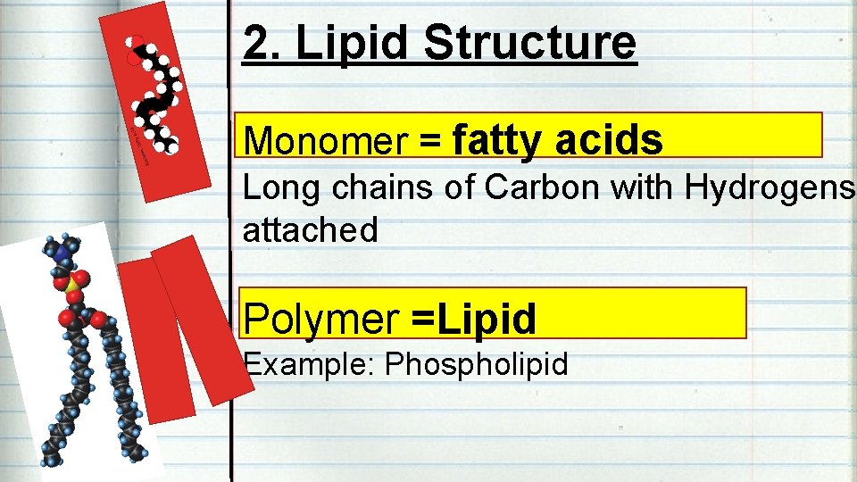 2. Lipid Structure Monomer = fatty acids Long chains of Carbon with Hydrogens attached