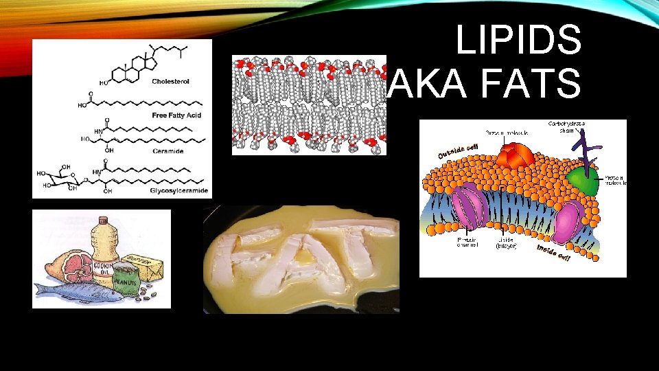 LIPIDS AKA FATS 