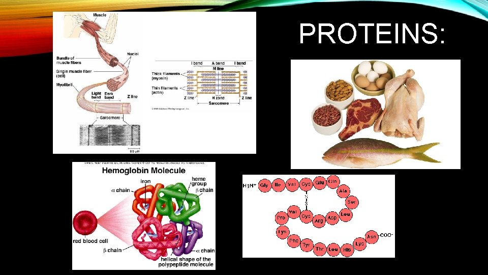 PROTEINS: 
