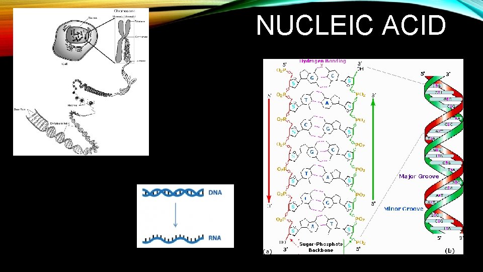 NUCLEIC ACID 