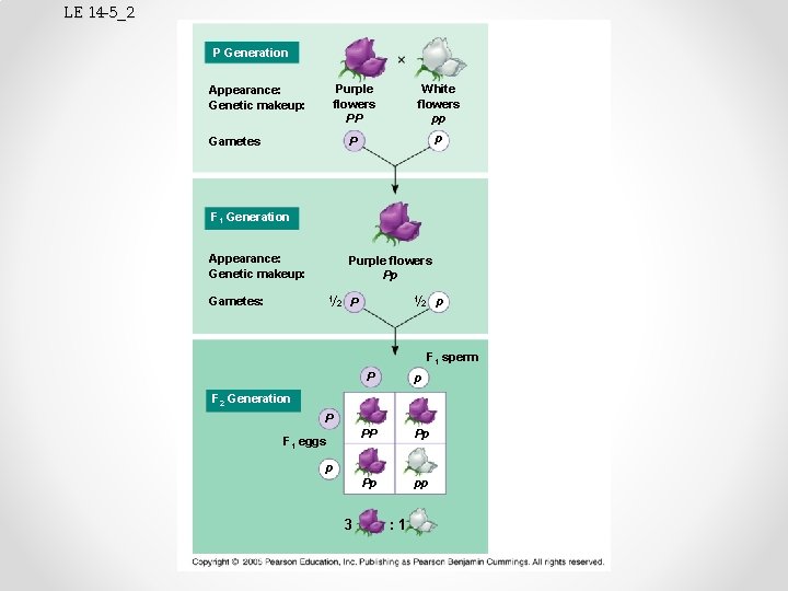 LE 14 -5_2 P Generation Appearance: Genetic makeup: Purple flowers PP White flowers pp