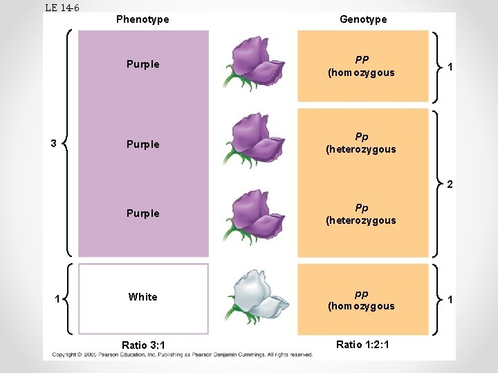 LE 14 -6 3 Phenotype Genotype Purple PP (homozygous Purple Pp (heterozygous 1 2