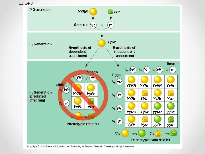 LE 14 -8 P Generation YYRR yyrr Gametes YR yr Yy. Rr F 1