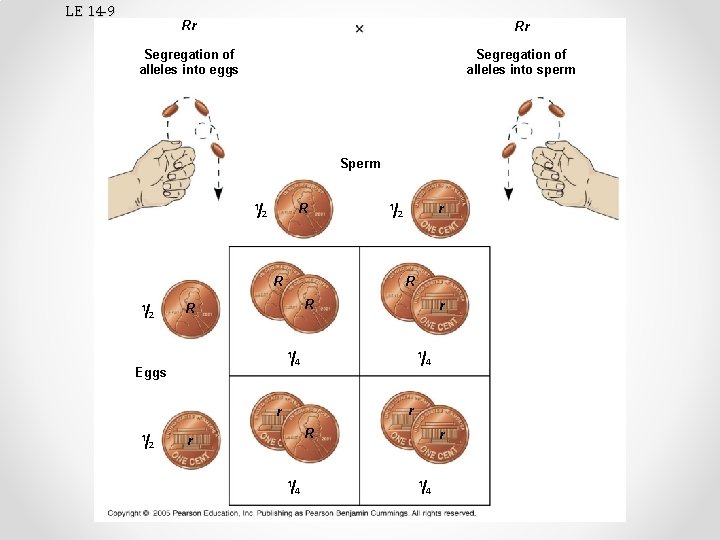 LE 14 -9 Rr Rr Segregation of alleles into eggs Segregation of alleles into