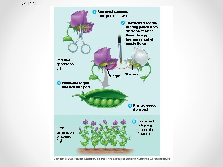 LE 14 -2 Removed stamens from purple flower Transferred spermbearing pollen from stamens of