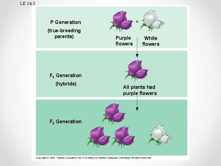 LE 14 -3 P Generation (true-breeding parents) Purple flowers White flowers F 1 Generation
