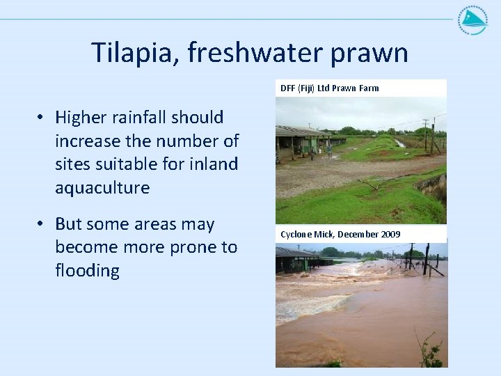 Tilapia, freshwater prawn DFF (Fiji) Ltd Prawn Farm • Higher rainfall should increase the