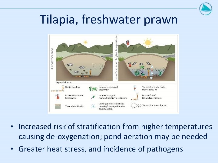 Tilapia, freshwater prawn • Increased risk of stratification from higher temperatures causing de-oxygenation; pond