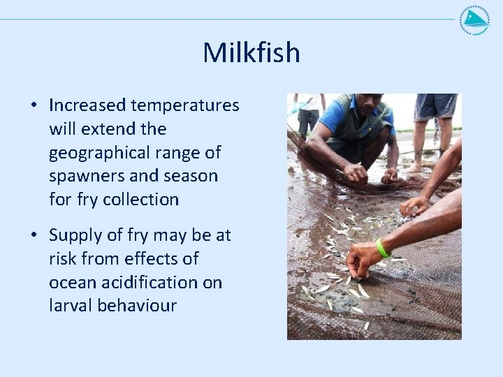 Milkfish • Increased temperatures will extend the geographical range of spawners and season for