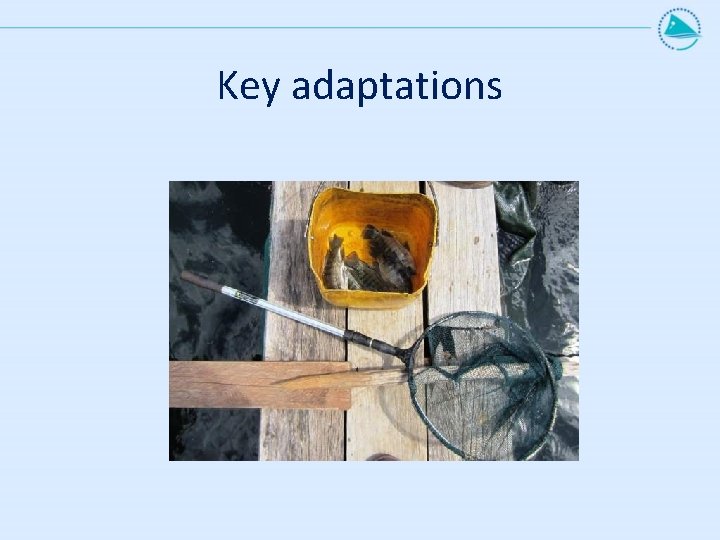 Key adaptations 