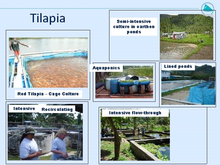 Tilapia Semi-intensive culture in earthen ponds Aquaponics Red Tilapia – Cage Culture Intensive Recirculating